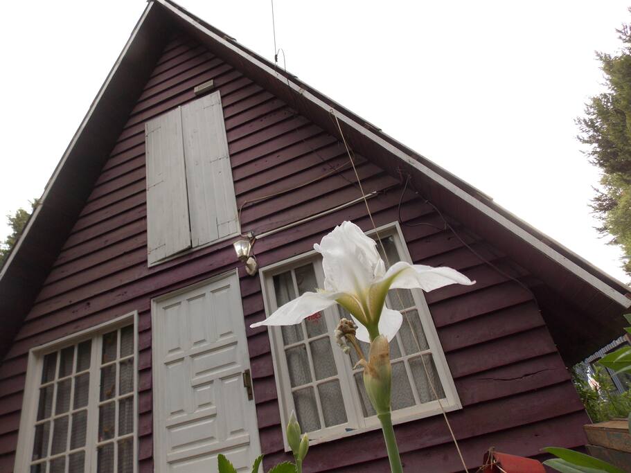 Lily at the front door...