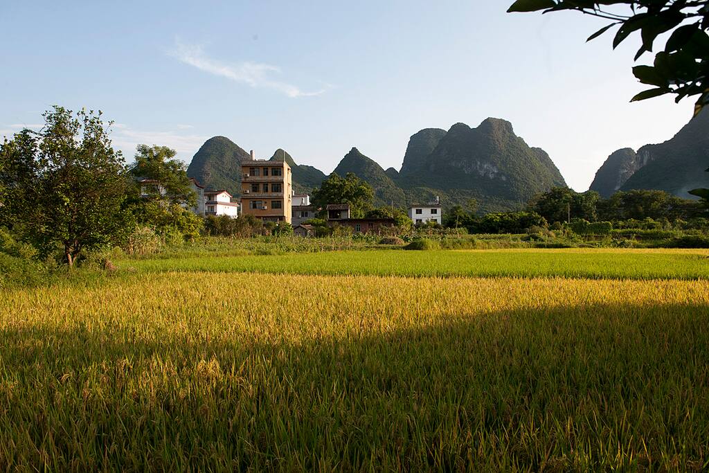 From our building straight into the rice paddies.