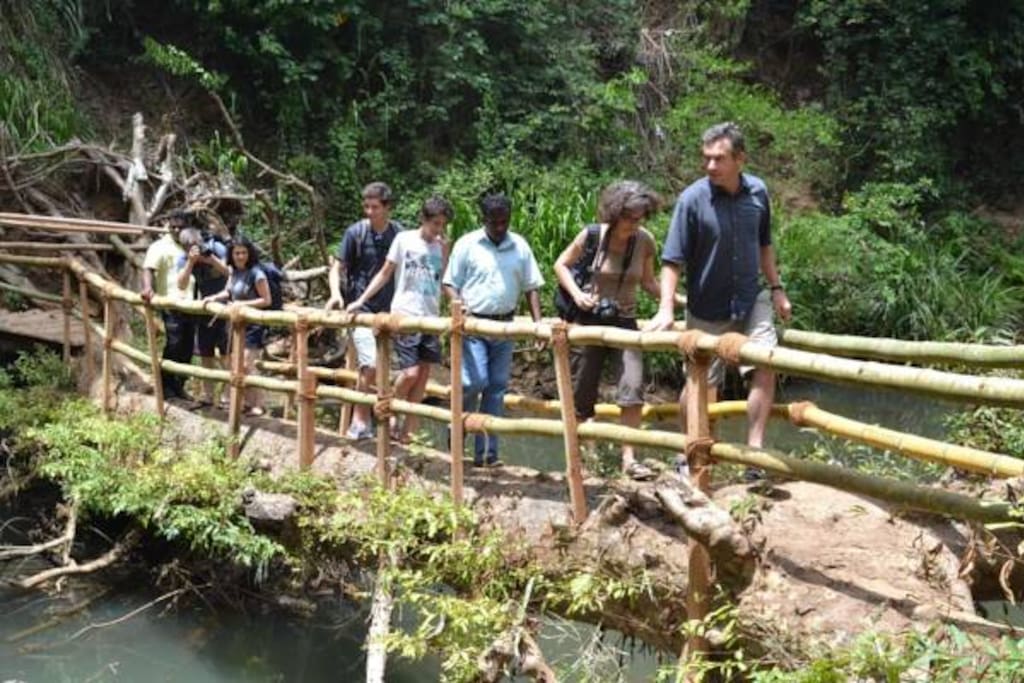 Tree bridge