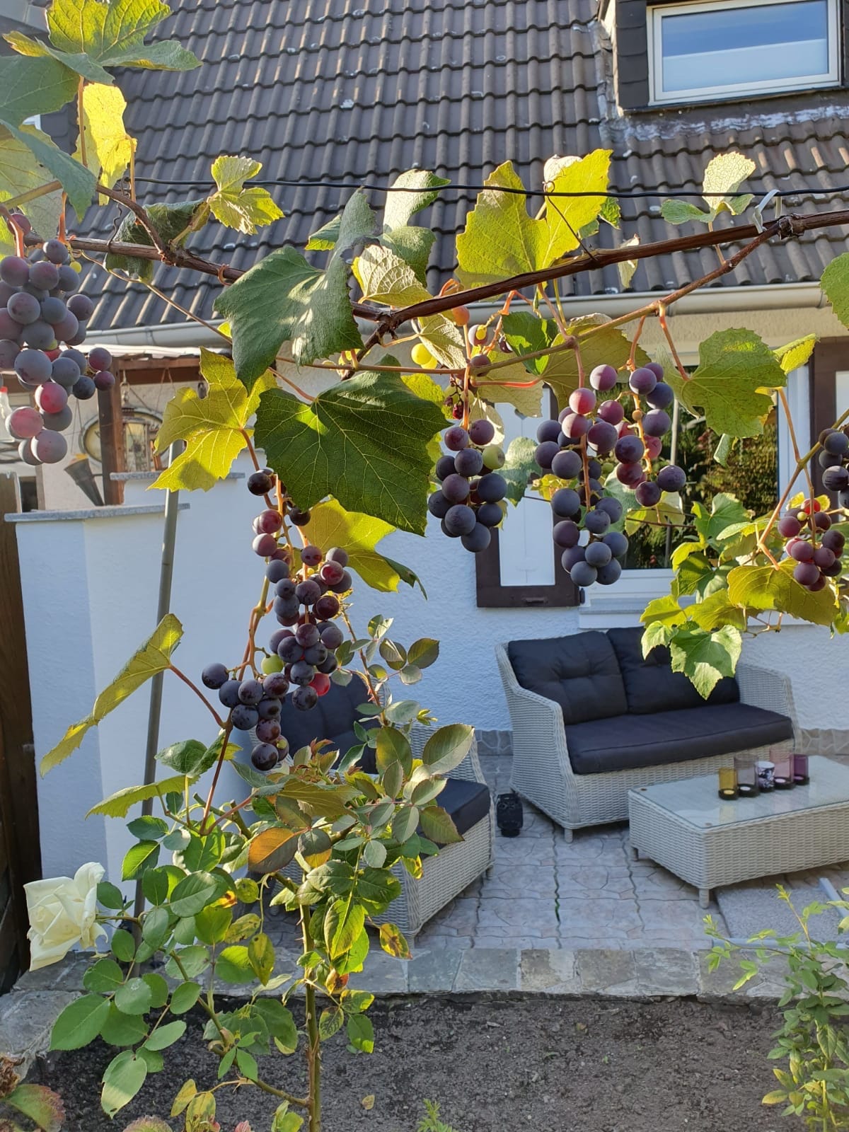 A charming outdoor seating area is visible, featuring a comfortable arrangement of a sofa and coffee table. Lush green grapevines with ripe purple grapes gently hang overhead, providing a sense of tranquility. The area is surrounded by garden elements and has a stone-paved floor.