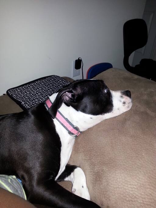 my dog macey