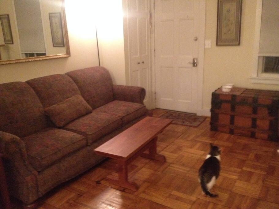 living room & cat
