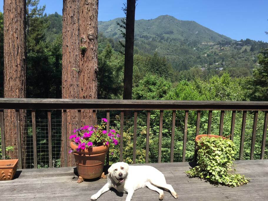 View of Mt Tam from the deck (dog not included!)