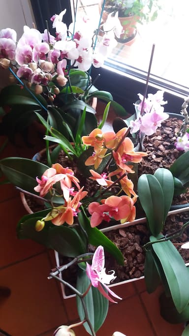 Ariane aime beaucoup les fleurs !