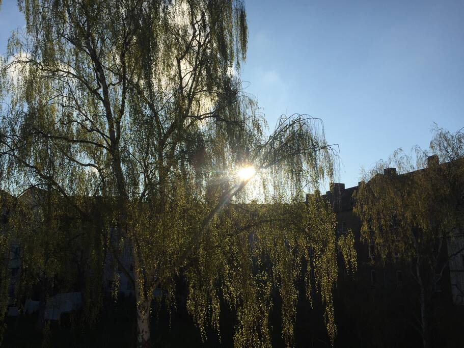 view into the garden