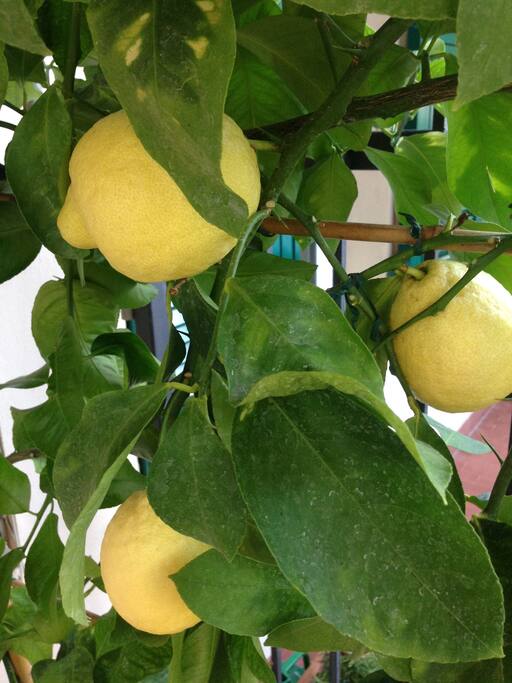 I limoni de La casa dei limoni
