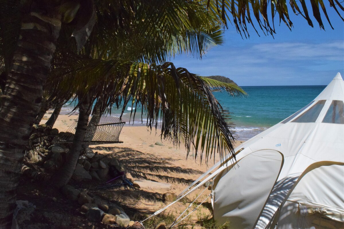attalea barbuda