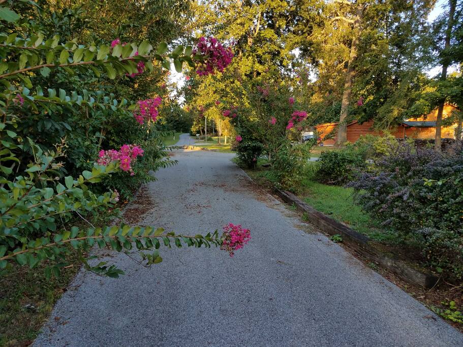 Driveway (view from house)