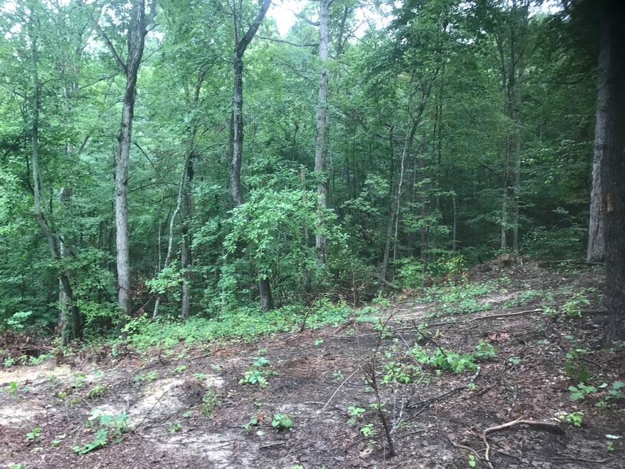 View of the woods