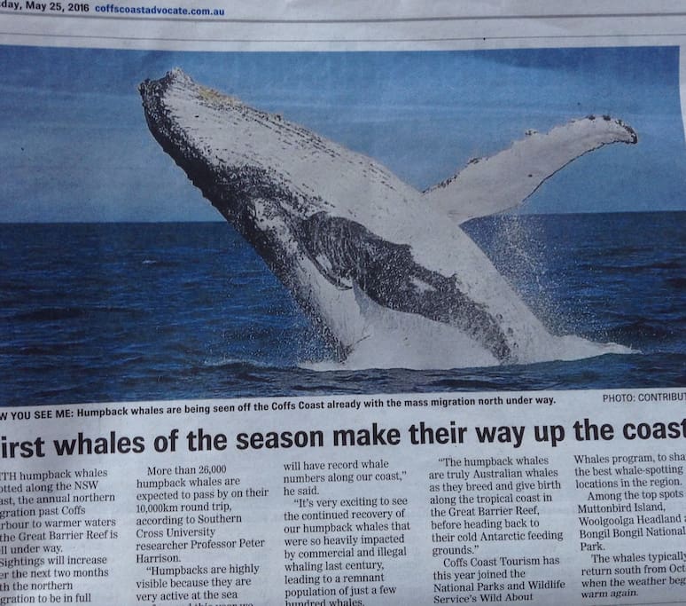Whale season Mid June to October. Can be spotted from the balcony.
