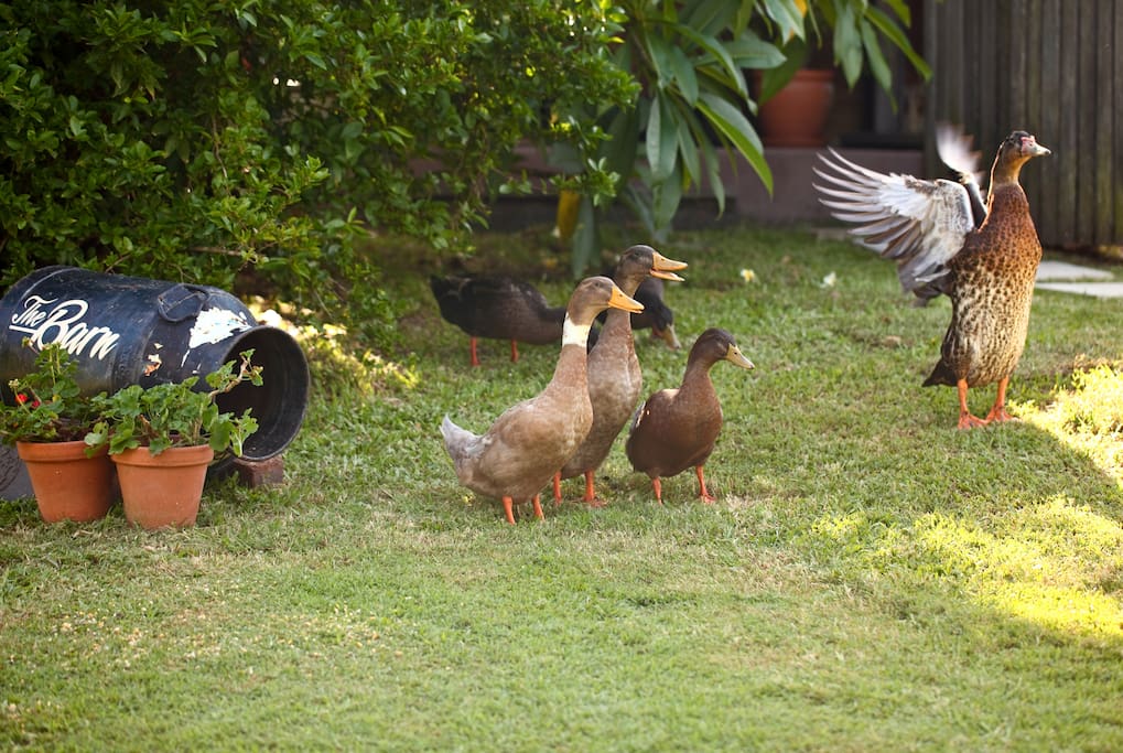 Quacking welcome