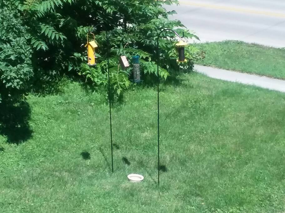 View of bird feeders from front porch