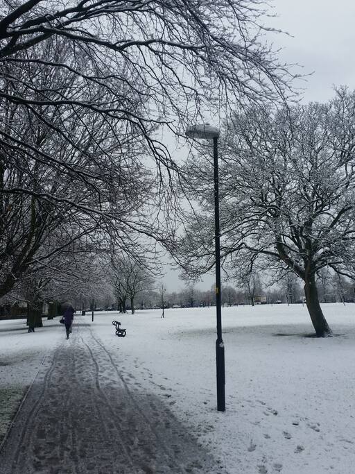 The Stray in the Snow 2016