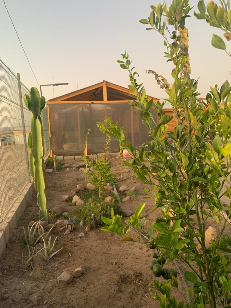 A garden area features various plants and cacti, with a wooden structure in the background. The plants are arranged in a natural layout, with a fence and sandy soil surrounding them. Soft evening light highlights the greenery, creating a serene outdoor space.