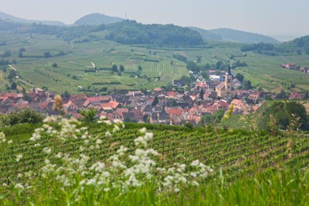 Vogtsburg am Kaiserstuhl - Landschaft