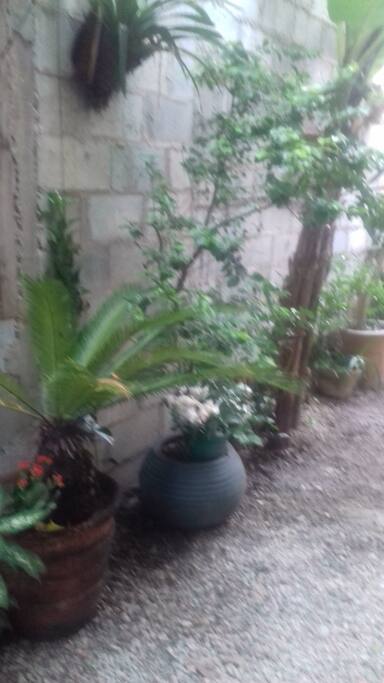 Jardim