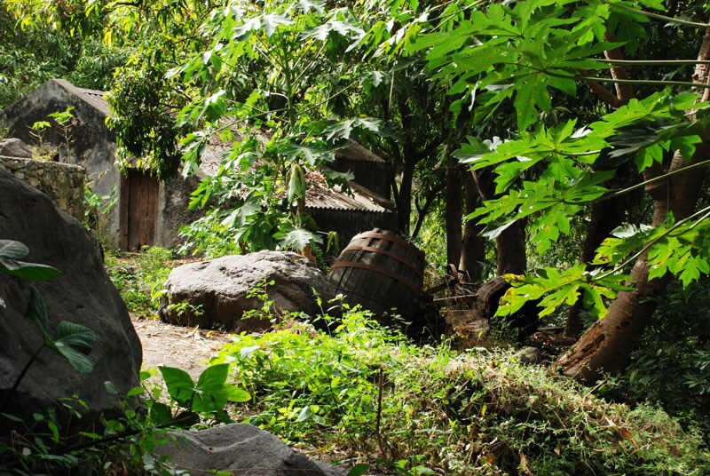 Lush greenery fills the scene, showcasing large papaya leaves alongside prominent boulders. A rustic wooden barrel is partly visible, nestled amid the foliage. The surroundings suggest a peaceful natural setting, with tropical plants contributing to a serene ambiance.