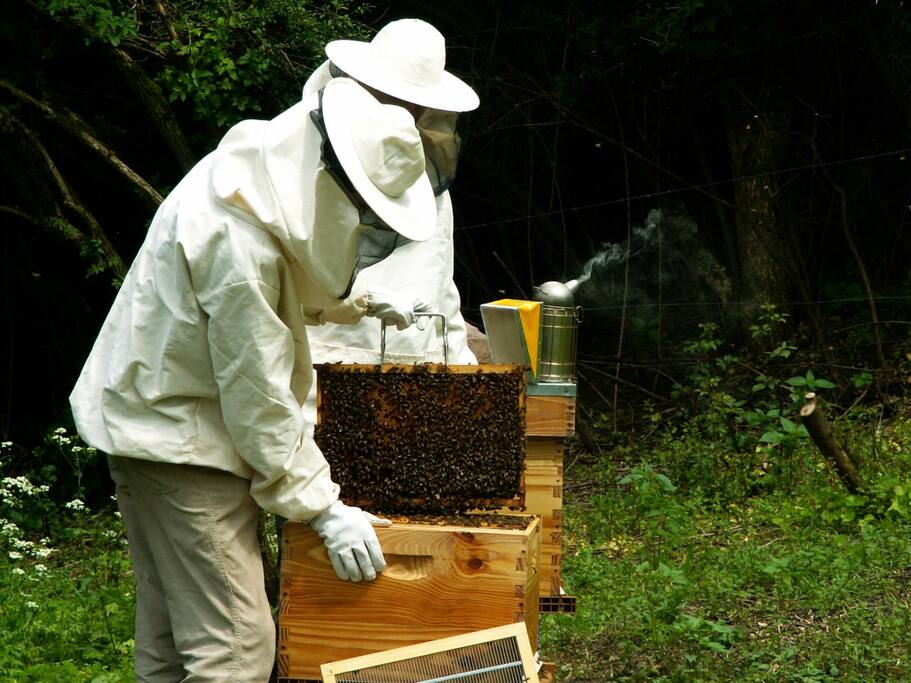 Nous avons quelques ruches au fond du jardin. Si ce domaine vous intéresse, vous pourrez rencontrer l'apiculteur.