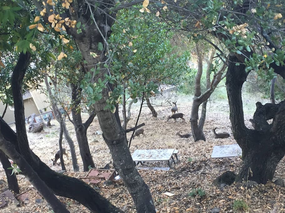 Your view from the bedroom window. Daily visits from deer friends.
