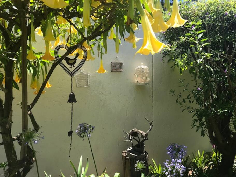 The garden is alive with colour and texture