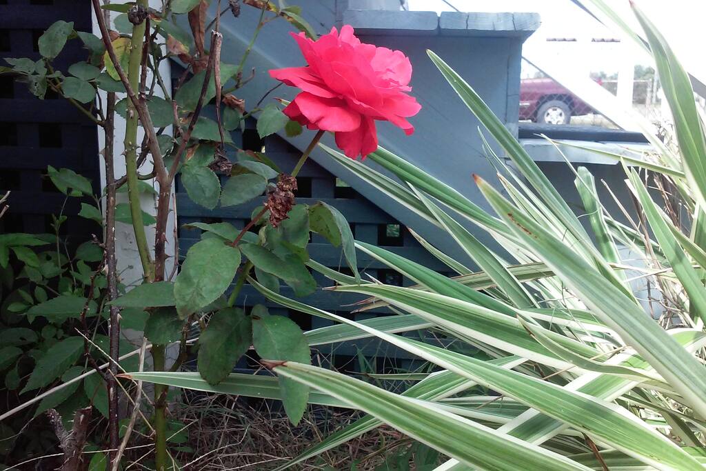 Rose. Garden