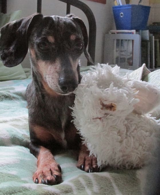 Jozy, my 11-year old doxie!