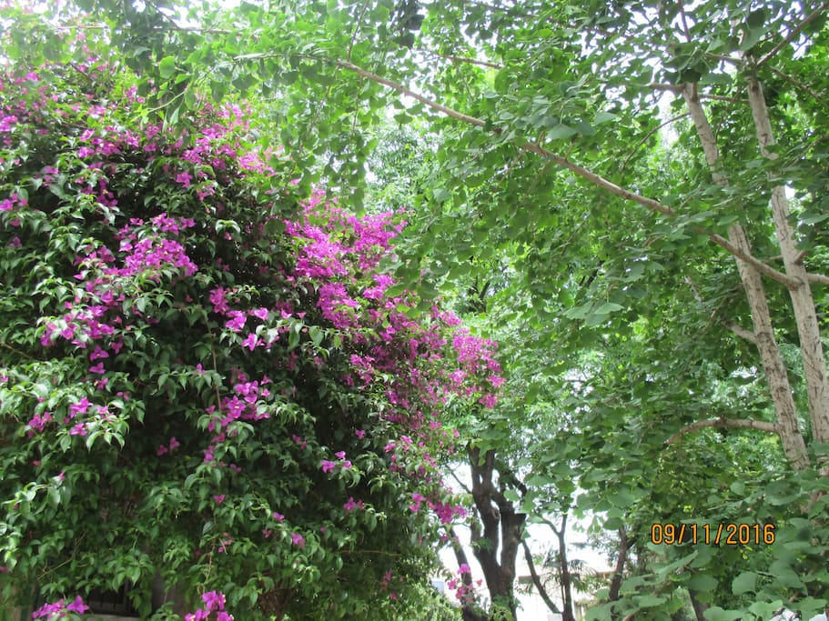 Jardin de la casa