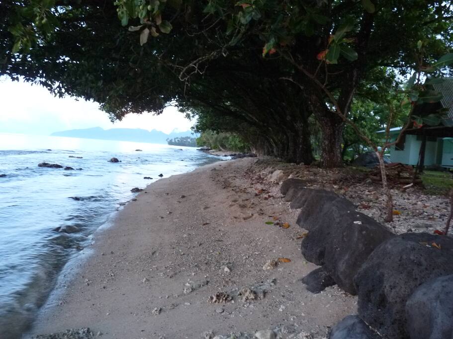 La plage "quasi privative" et ombragée par les tamanus