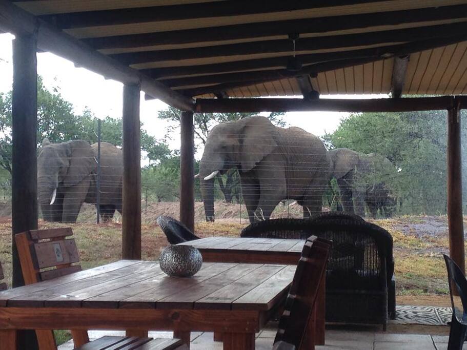 Elephants greeting guests at the lodge