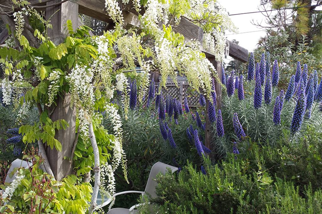 The garden on the property