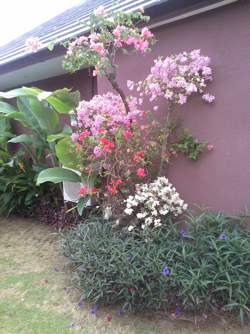 Bougainvillea can be found in every color throughout the villa gardens