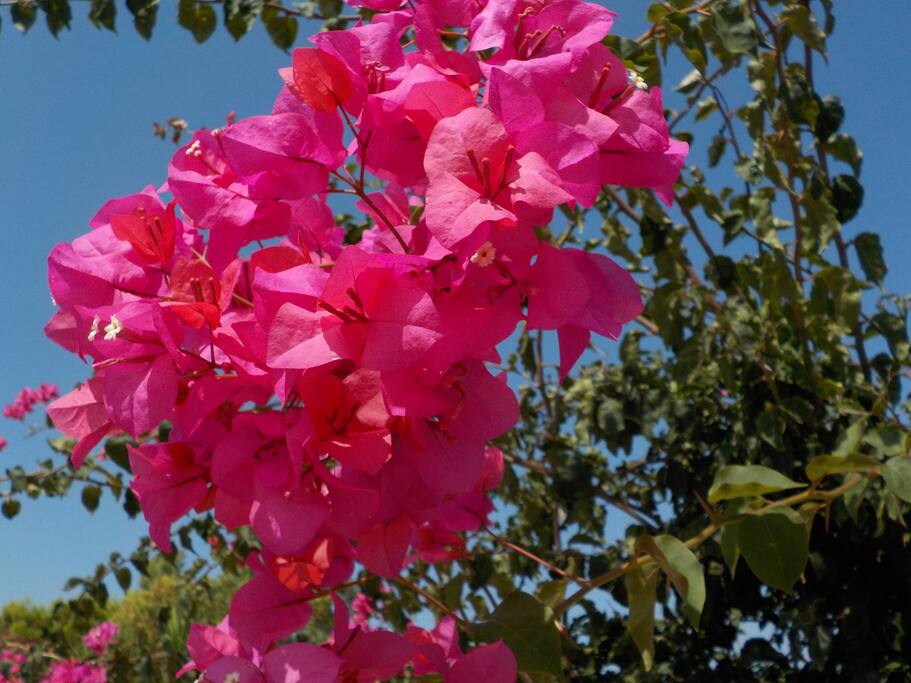 Particolare floreale del Giardino