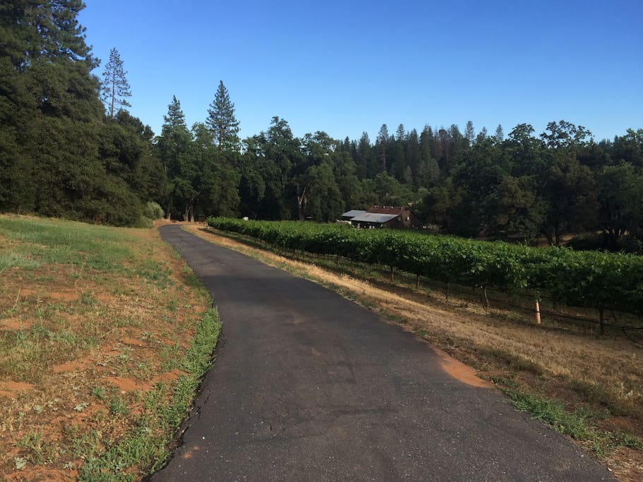 Local winery at bottom of driveway