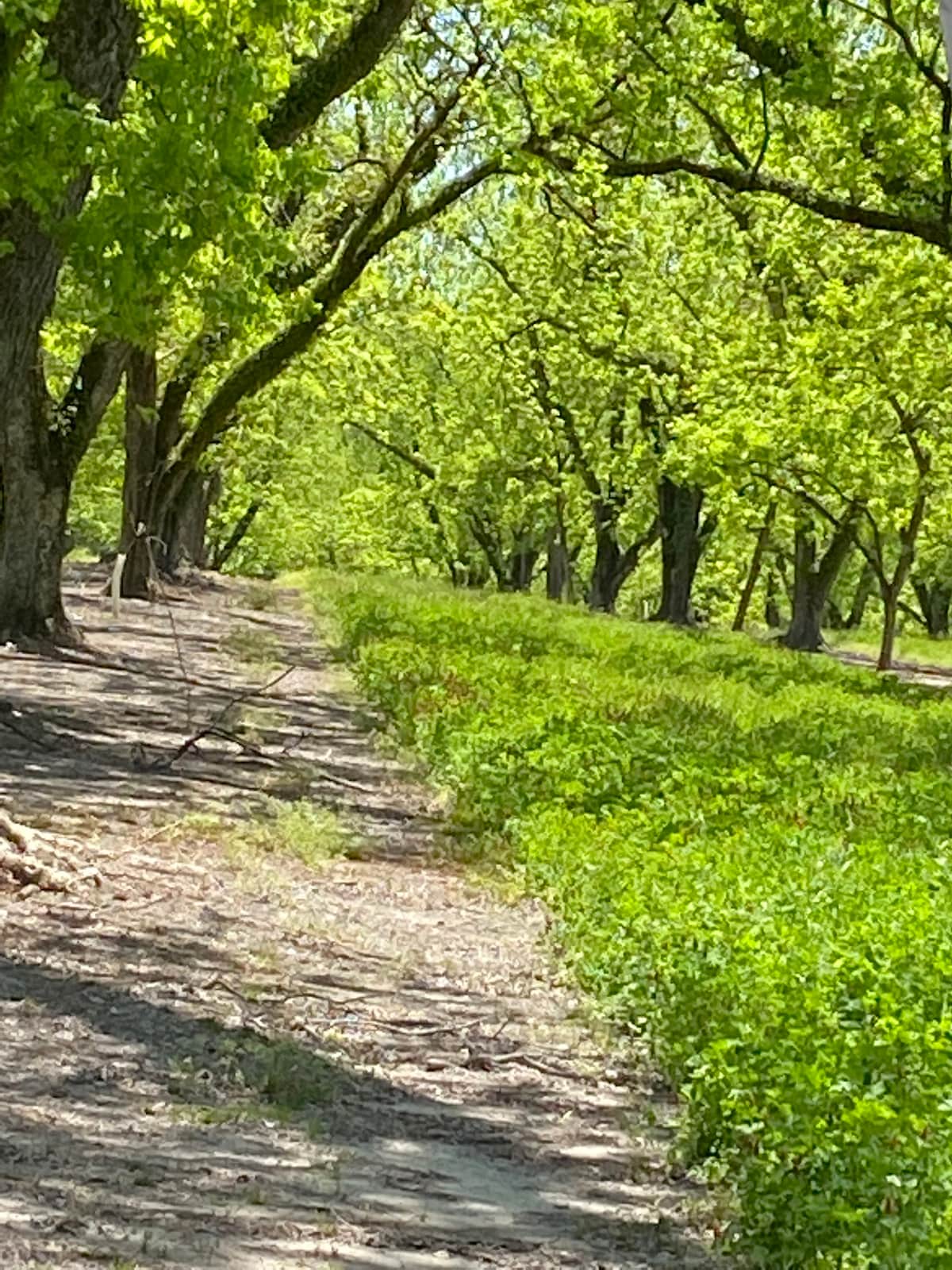 A tranquil path meanders through the vibrant green leaves of a spacious pecan orchard. Lush greenery lines both sides of the trail, providing a serene ambiance. Tall trees with sprawling branches create a natural canopy overhead, inviting peaceful strolls amidst nature.