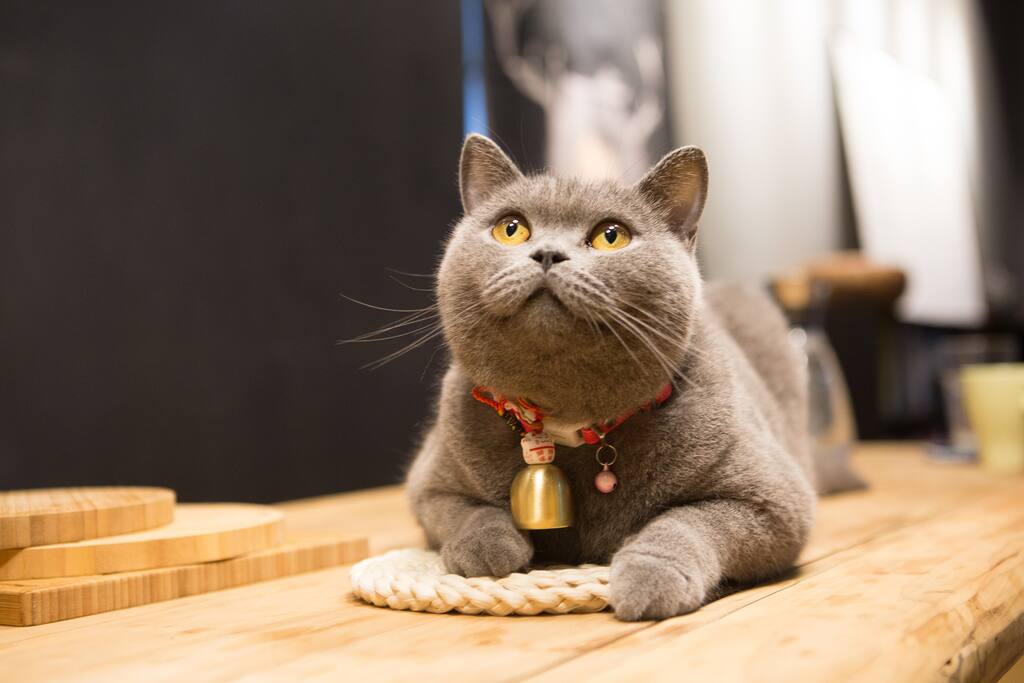 家里的颜值担当——大肥猫毛毛