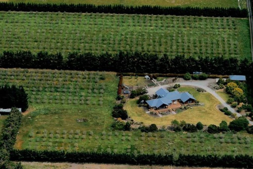 Aerial view of house and olive grove