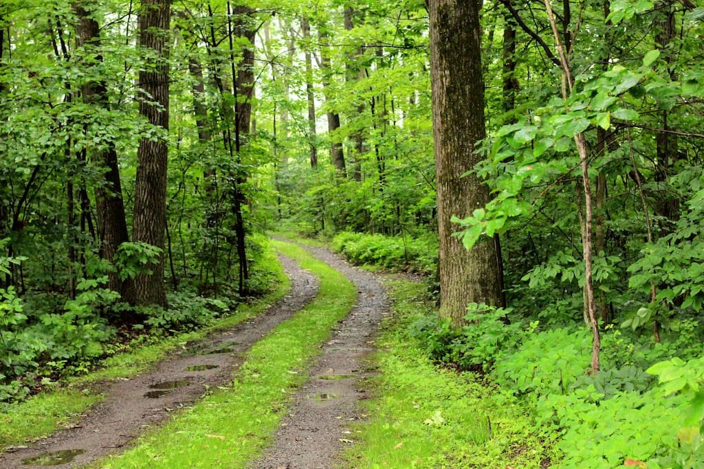 The road in from the public gravel road.