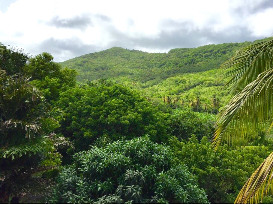 View of Mamiku Ridge from balcony