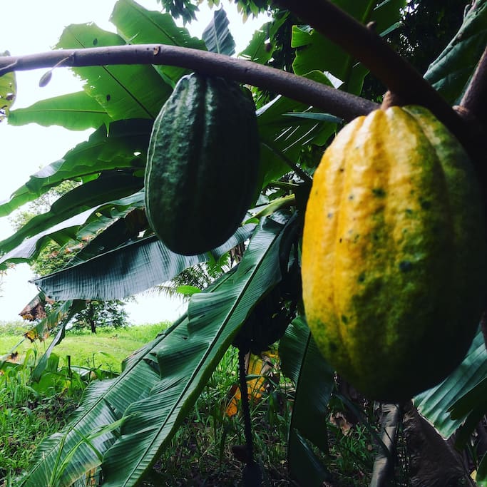 Cacao. The fruit that becomes Chocolate.