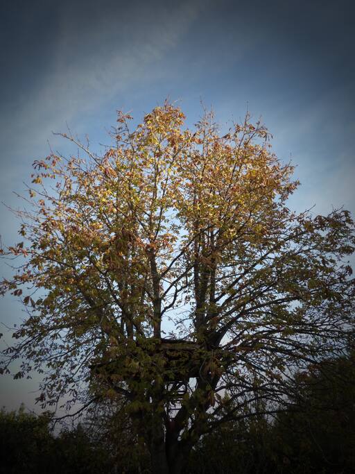terrasse dans un arbre