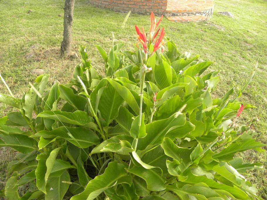 vegetación