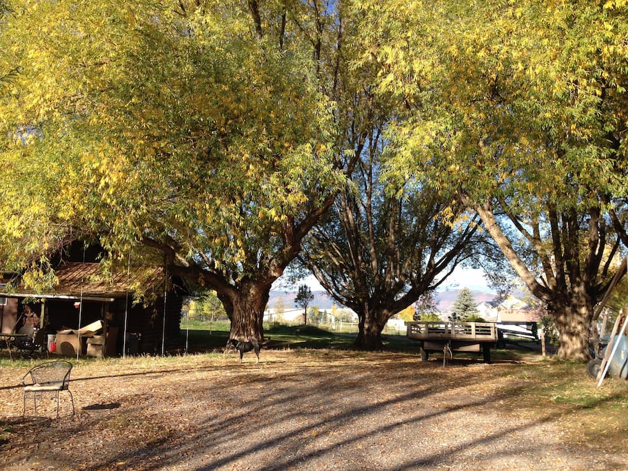 Biggest Trees in Eagle County by separate bunkhouse