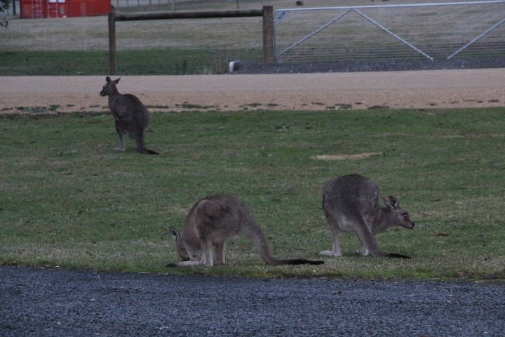 A grassy area is populated by three kangaroos in a natural setting. Two kangaroos are seen grazing on the grass, while a third stands further back, observing the scene. A gravel path is visible in the foreground, separating the kangaroos from an open space beyond.