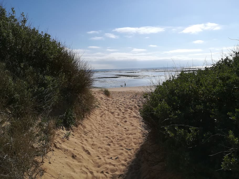 Les dunes et la plage de l'Ileau
