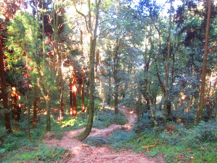 The Park has recorded over 200 species of Himalayan birds and does have sightings of the barking deer.