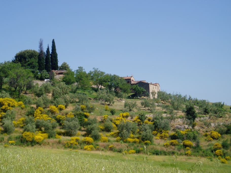 la casa immersa nell'uliveta