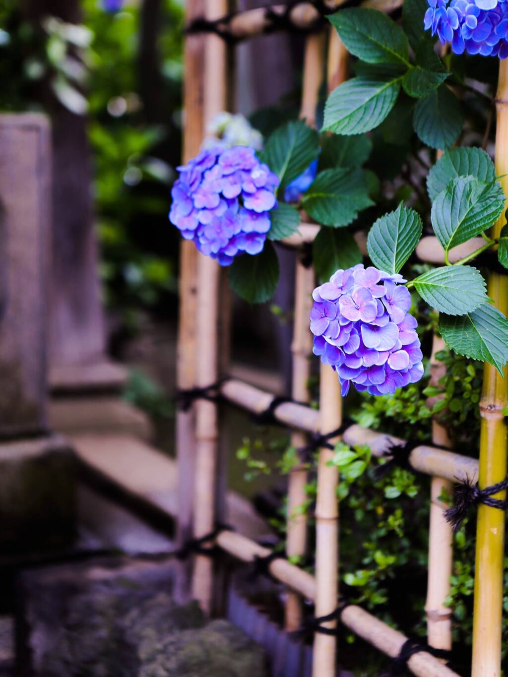 东瀛花物语 东京市内紫阳花圣地白山神社 东京旅游攻略 尽在airbnb爱彼迎 东瀛花物语 东京市内紫阳花圣地白山神社 东京旅游攻略 尽在airbnb爱彼迎