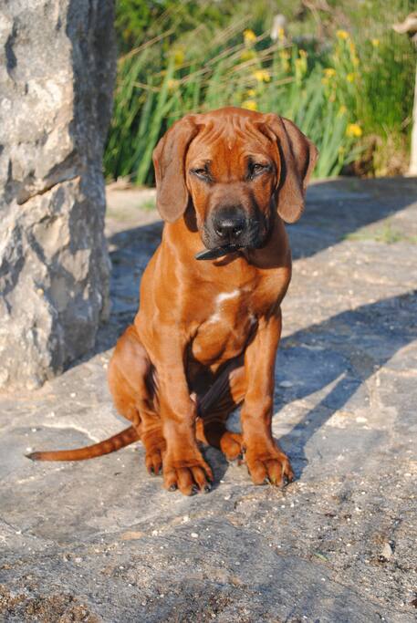 Wachhund ;)