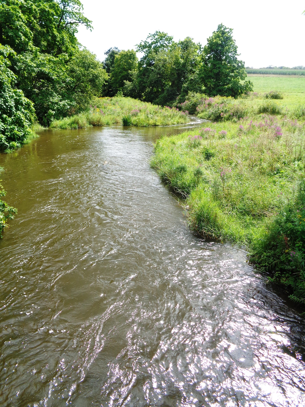 A gently flowing river meanders through lush greenery, with vibrant grasses and wildflowers lining the banks. Sunlight reflects off the water's surface, creating a shimmering effect. Dense trees provide a scenic backdrop to this serene natural setting.