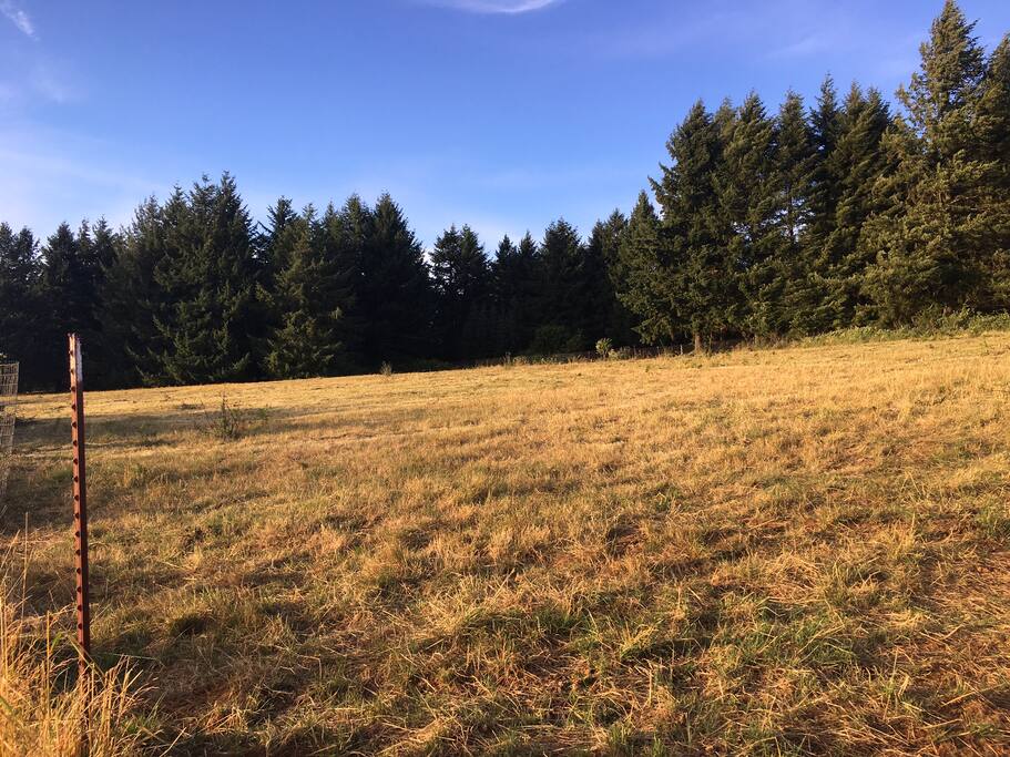 View toward Wooded Tent Site Area